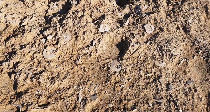 Fossils 2