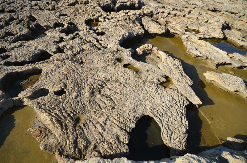 Fossils 1