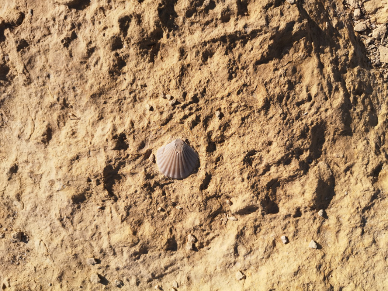 Fossils 3