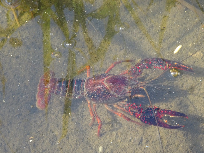 Crayfish 1