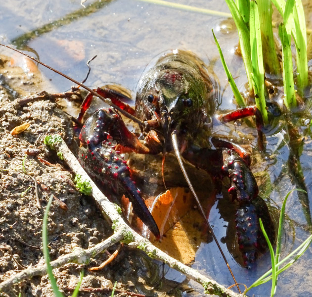 Crayfish 2