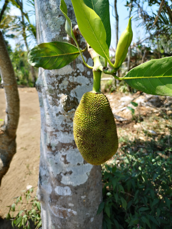 Jackfruit