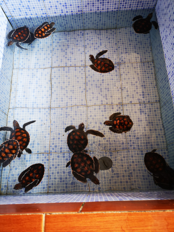 Turtle 2