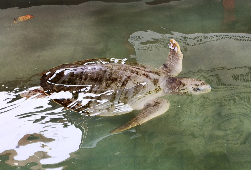 Turtle 3