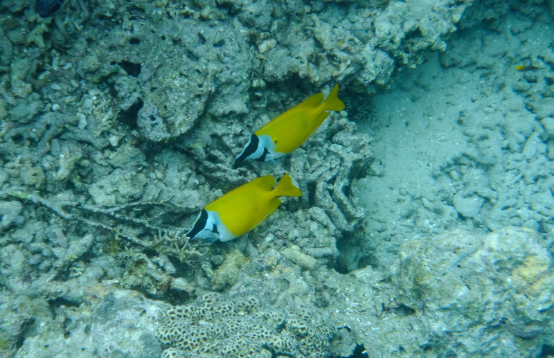 Snorkel 2