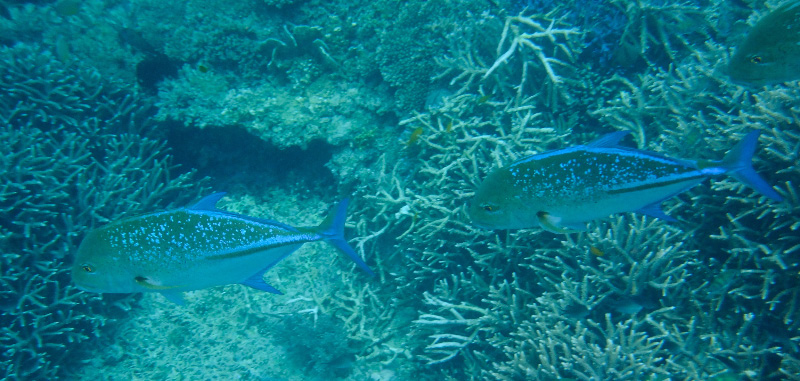 Snorkel 3