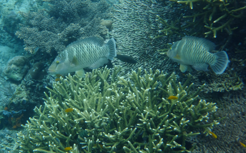 Snorkel 5