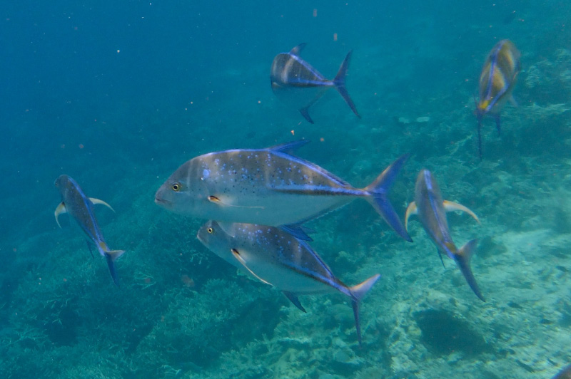 Snorkel 6
