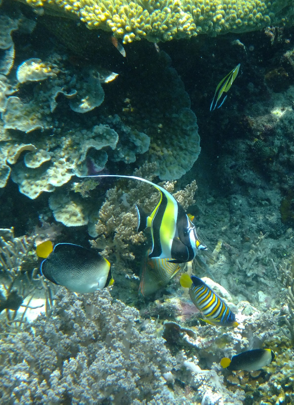 Snorkel 9