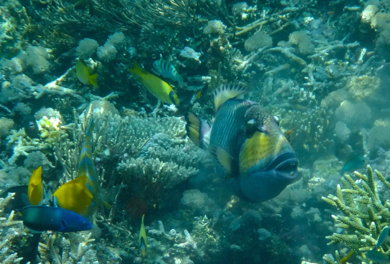 Snorkel 11