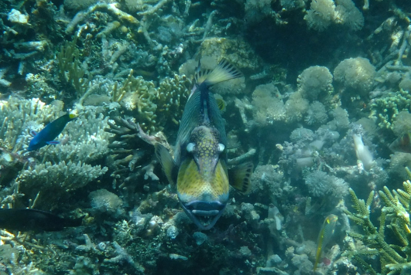 Snorkel 12