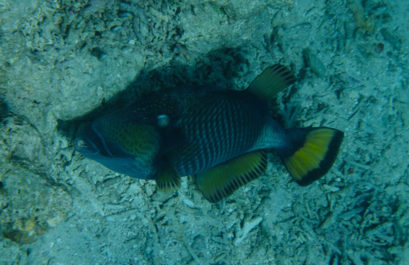 Snorkel 13