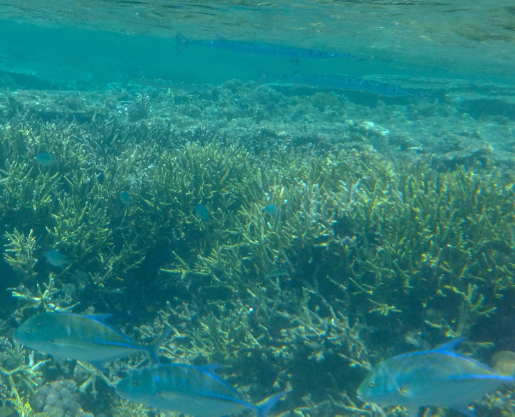 Snorkel 14