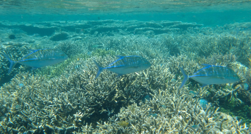Snorkel 15