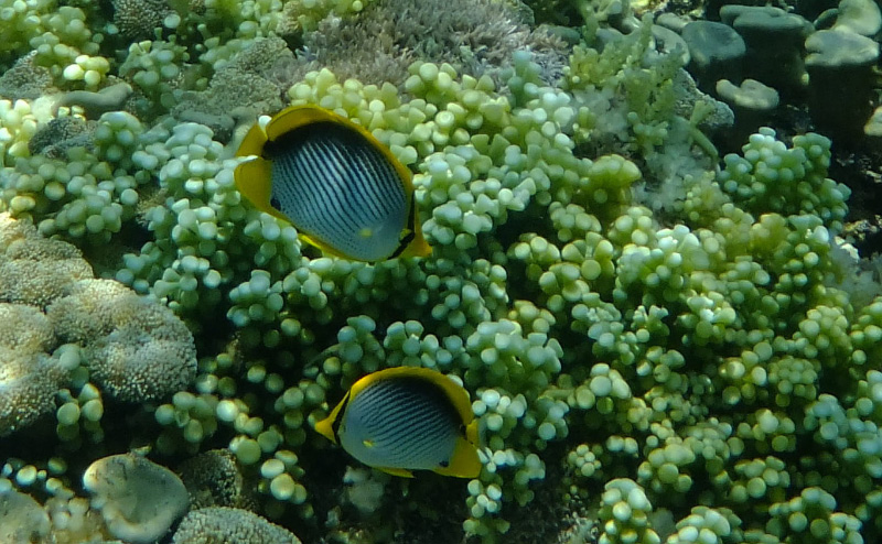 Snorkel 17