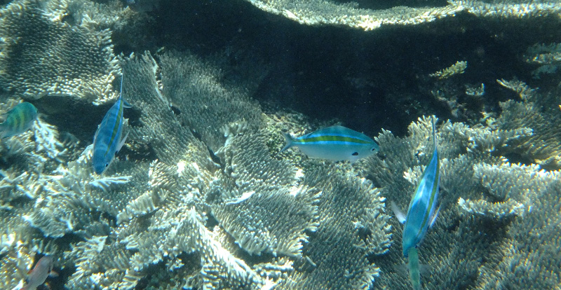 Snorkel 18