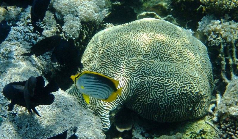 Snorkel 19