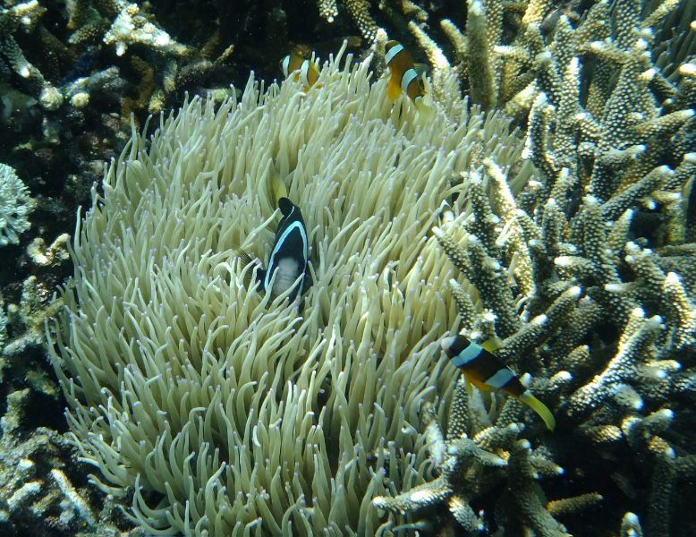 Snorkel 21