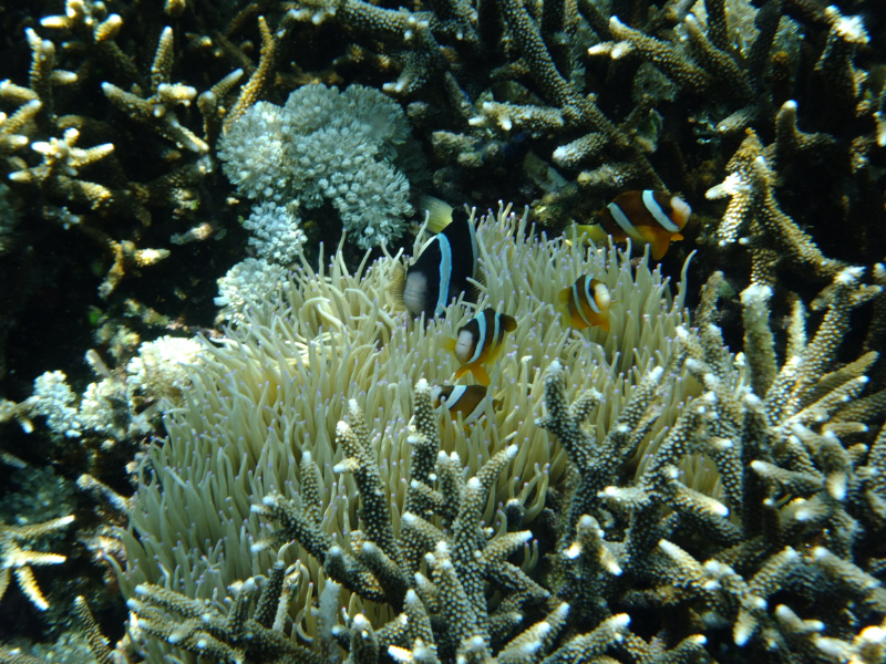 Snorkel 22