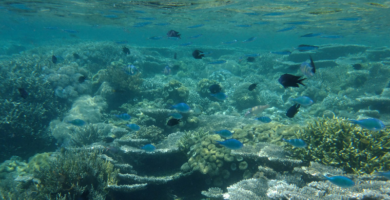 Snorkel 23
