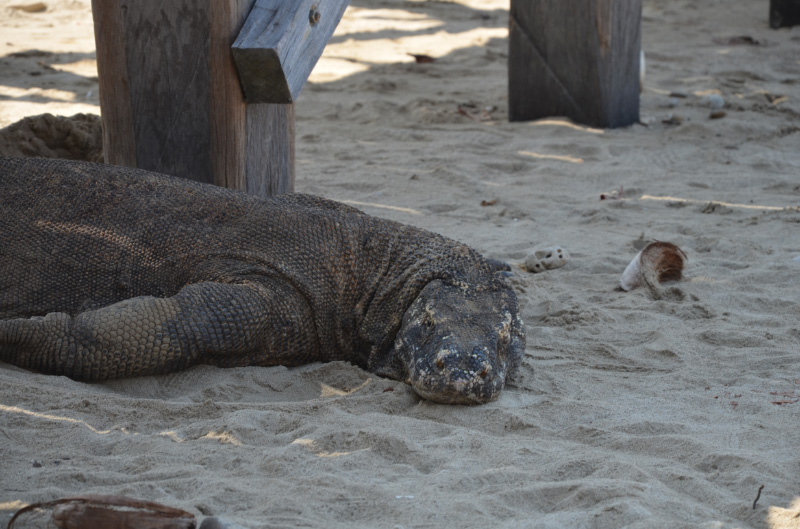 Komodo 2