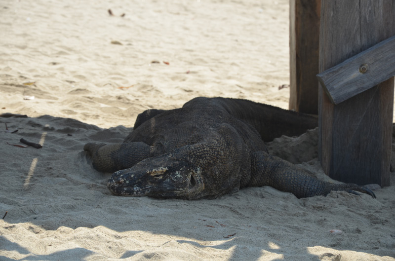 Komodo 3