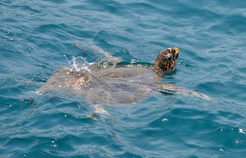 Turtle