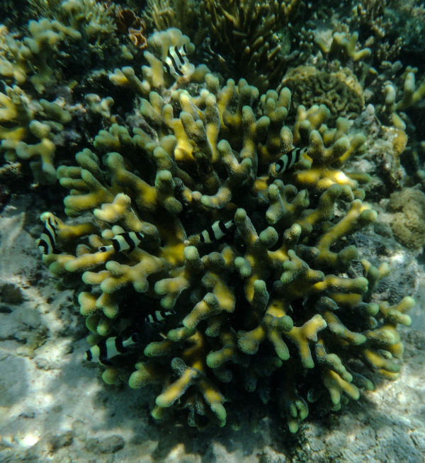 Snorkel 1