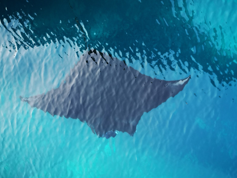 Manta 2