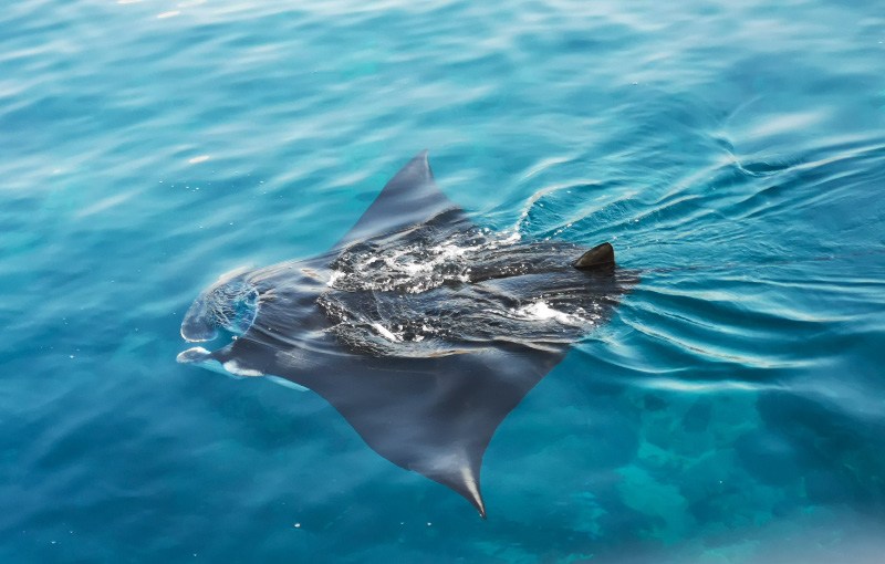 Manta 3