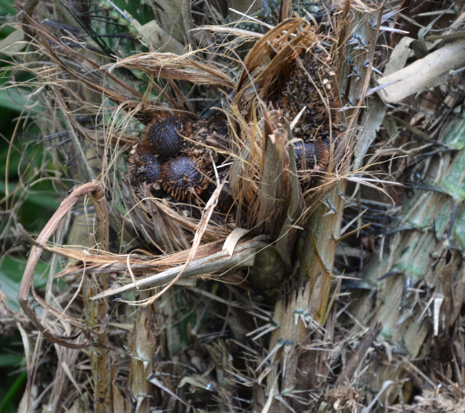 Snakefruit
