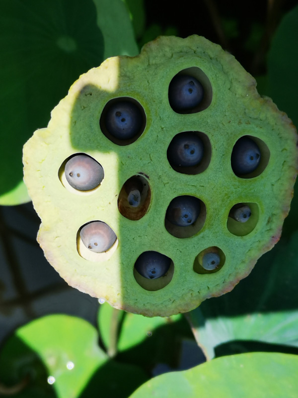 Lotus 3