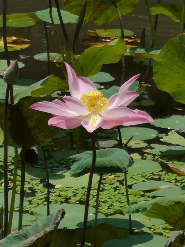 Lotus 2