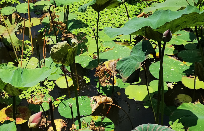 Lotus 5