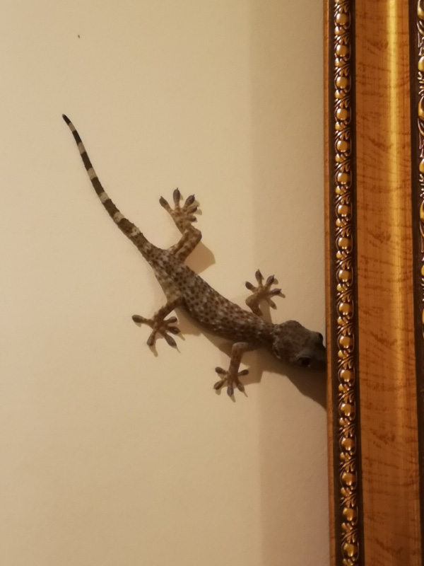 Gecko 1