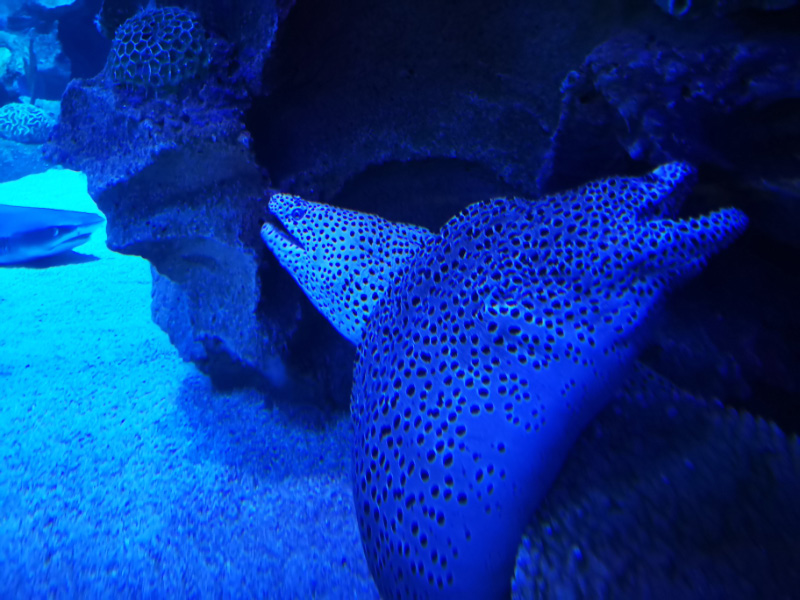 Morays