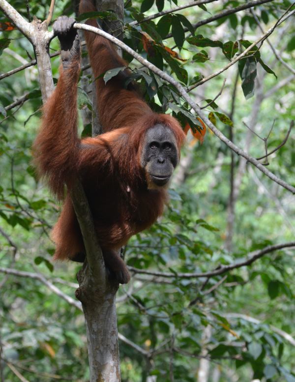Orang 8