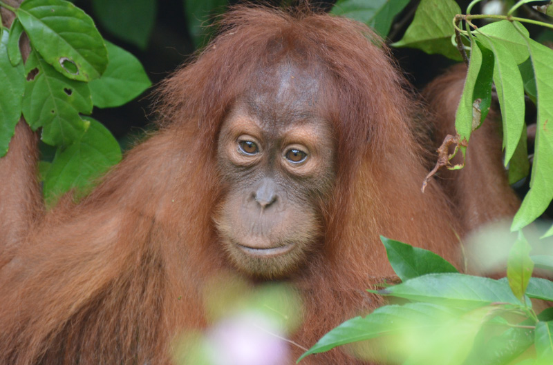 Orang 1