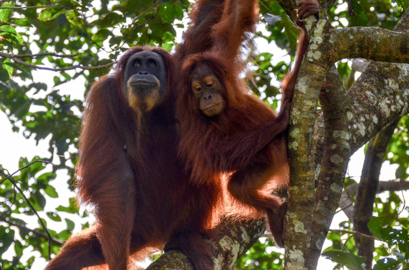 Orang 3