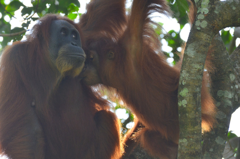 Orang 4