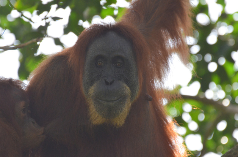 Orang 5