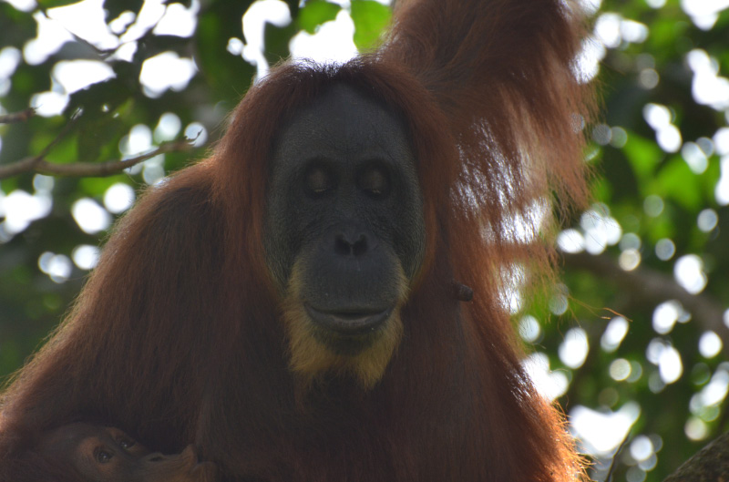 Orang 6