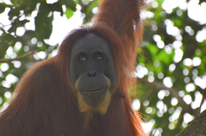 Orang 7