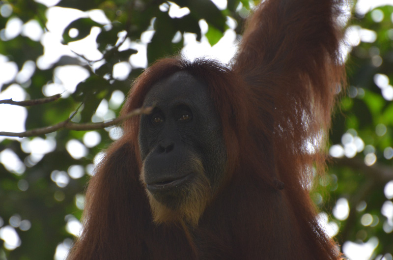 Orang 9