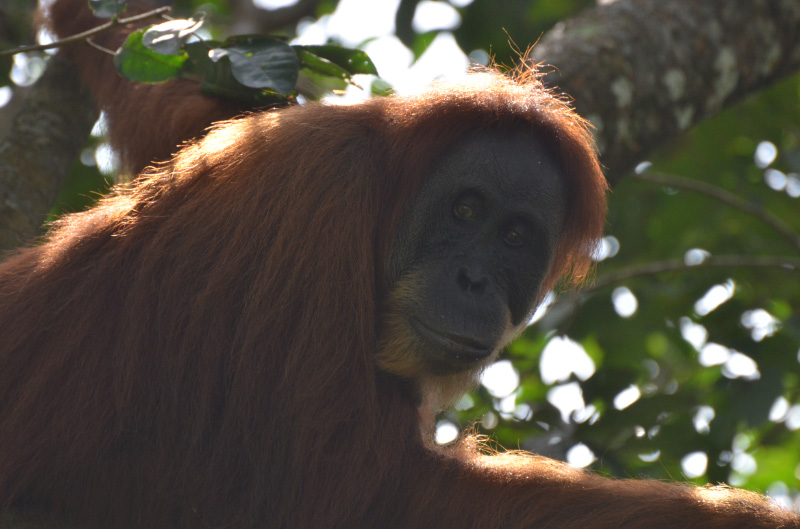 Orang 10