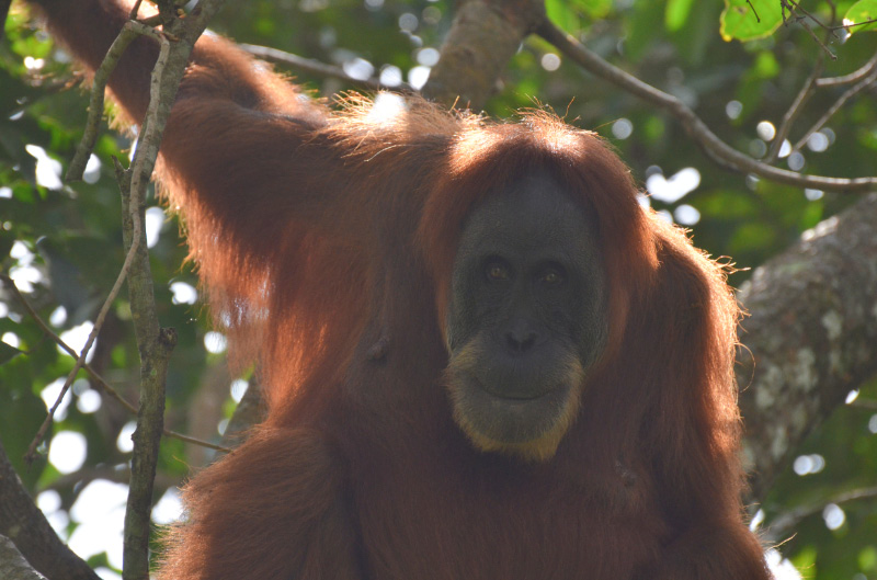 Orang 11