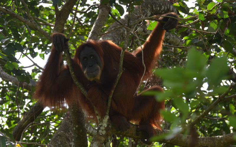 Orang 12