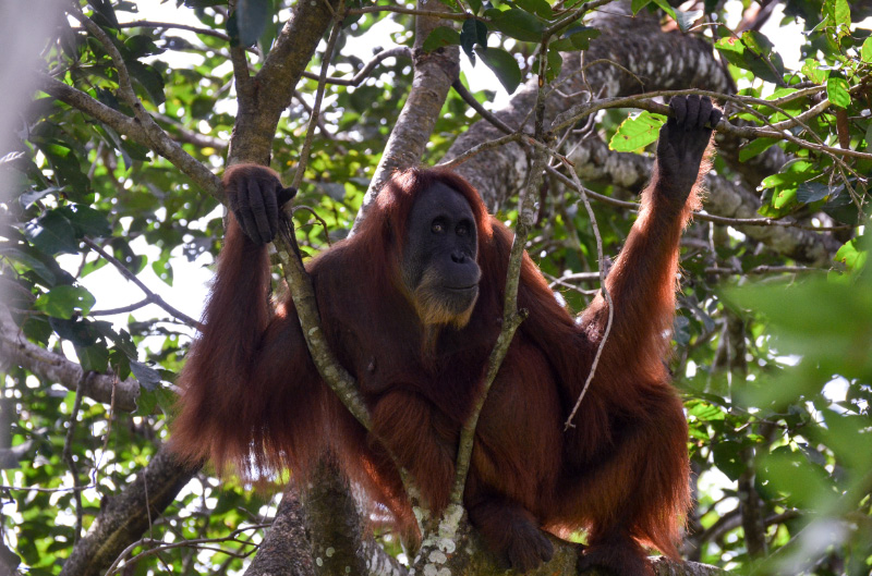 Orang 13