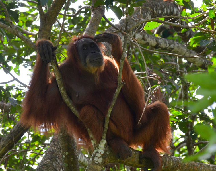 Orang 14