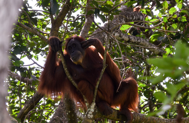 Orang 15